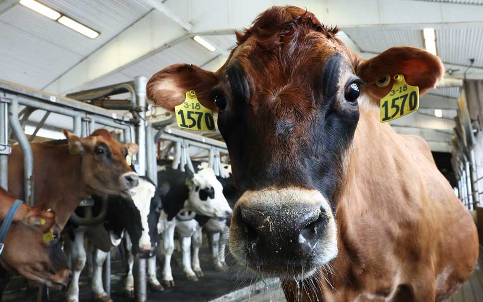 Why Milk Sank the Deal: A Chinese Scholar Explains the Cultural Clash Behind the U.S.–India Trade Breakdown