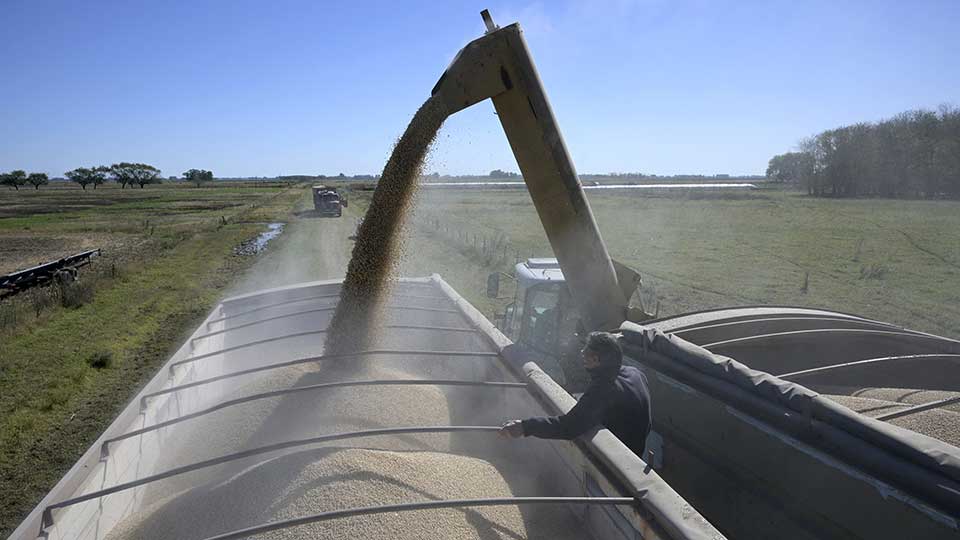Argentina’s “Foreign Exchange Bet” Could Shake Up the Global Soybean Trade, Chinese Commentator Says