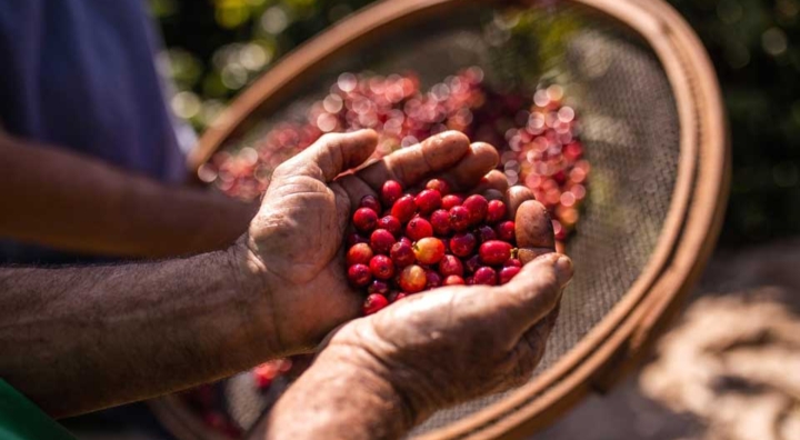 Chinese Demand Boosts Brazilian Coffee Exports and Challenges Small Producers
