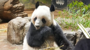 China to take back Japan’s last two giant pandas, Xiao Xiao and Lei Lei, after their final public viewing at Ueno Zoo next year.