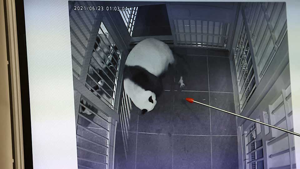         
        
            
            
        
    Japan’s Only Two Pandas to Be Sent Back to China: Reports
