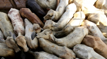 A cattle stand during an auction in the city of Xinguara in the interior of Para state, Brazil March 15, 2025. Seeking access to pricier and more demanding foreign markets for its beef, Brazil's Amazonian state of Para has seized on the global spotlight of the UN COP 30 summit to burnish its environmental credentials. The plan to tag around 3-5 million cattle by the end of the year has made the state a crucial testing ground for national cattle-tracking efforts. REUTERS/Raimundo Pacco/File Photo