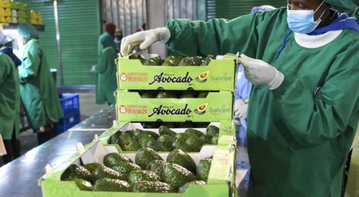 Duty-Free Access to China Won’t be a Quick Fix for Africa’s Export Problem