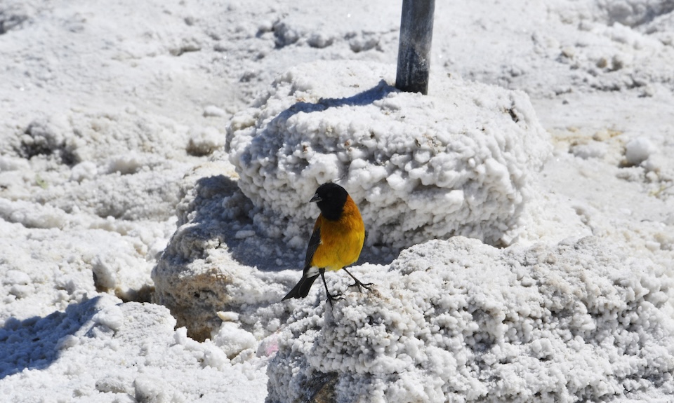 A bird is seen at the Uyuni salt flat in Uyuni, Bolivia, on October 16, 2022. The turquoise glimmer of open-air pools meets the dazzling white of a seemingly endless salt desert where hope and disillusionment collide in Latin America's "lithium triangle." A key component of batteries used in electric cars, demand has exploded for the "white gold" found in Argentina, Bolivia and Chile in quantities larger than anywhere else in the world. Photo / Aizar RALDES / AFP