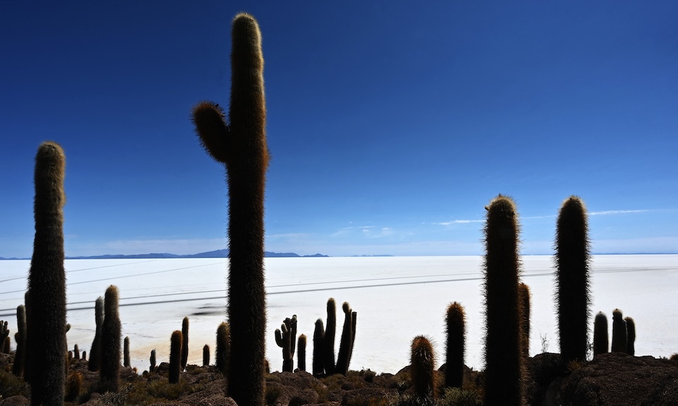 Cacti are seen at the Uyuni salt flat in Uyuni, Bolivia, on October 16, 2022. The turquoise glimmer of open-air pools meets the dazzling white of a seemingly endless salt desert where hope and disillusionment collide in Latin America's "lithium triangle." A key component of batteries used in electric cars, demand has exploded for the "white gold" found in Argentina, Bolivia and Chile in quantities larger than anywhere else in the world. Photo / Aizar RALDES / AFP